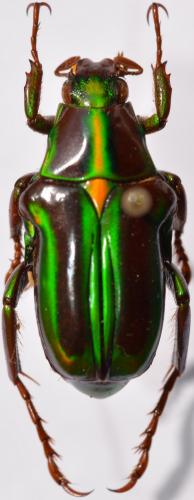 Réf. 256 289 : Pygora lenocinia